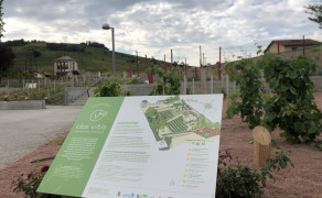 Clos Vitis, vineyard garden in Beaujolais