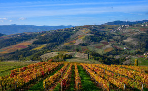 The Beaujolais vineyard - Beaujolais - Chiroubles