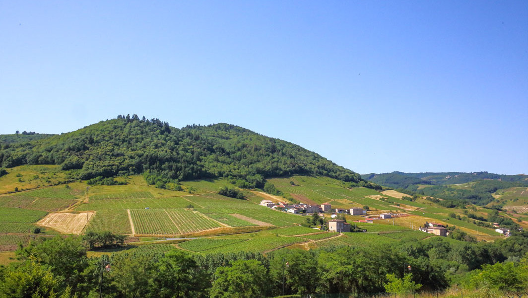Vue depuis Vaux-en-Beaujolais, vignes du Beaujolais