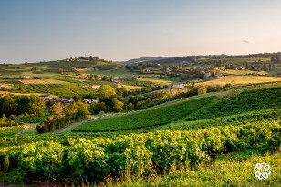 Vignes et vignobles - Destination Beaujolais