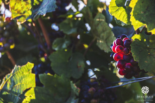 Vignes et vignobles - Destination Beaujolais